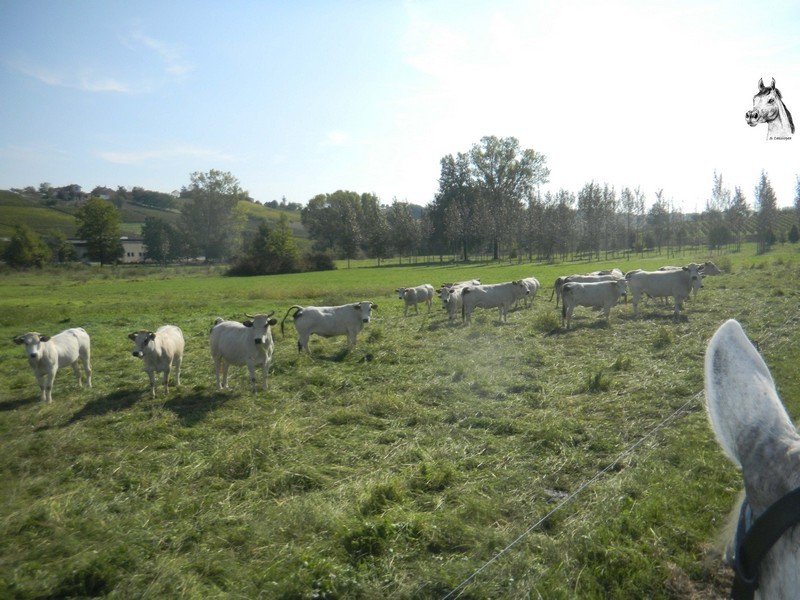 Montegrosso-027.jpg
